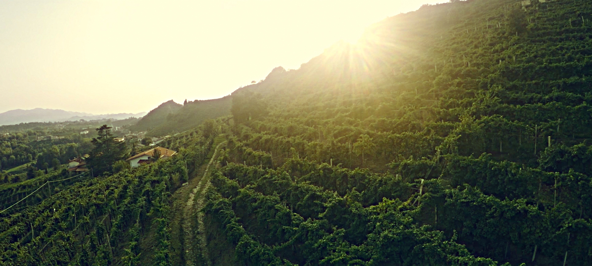 IN THE PROSECCO LAND